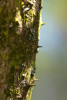 Aralia spinosa - arálie ostnitá - kůra